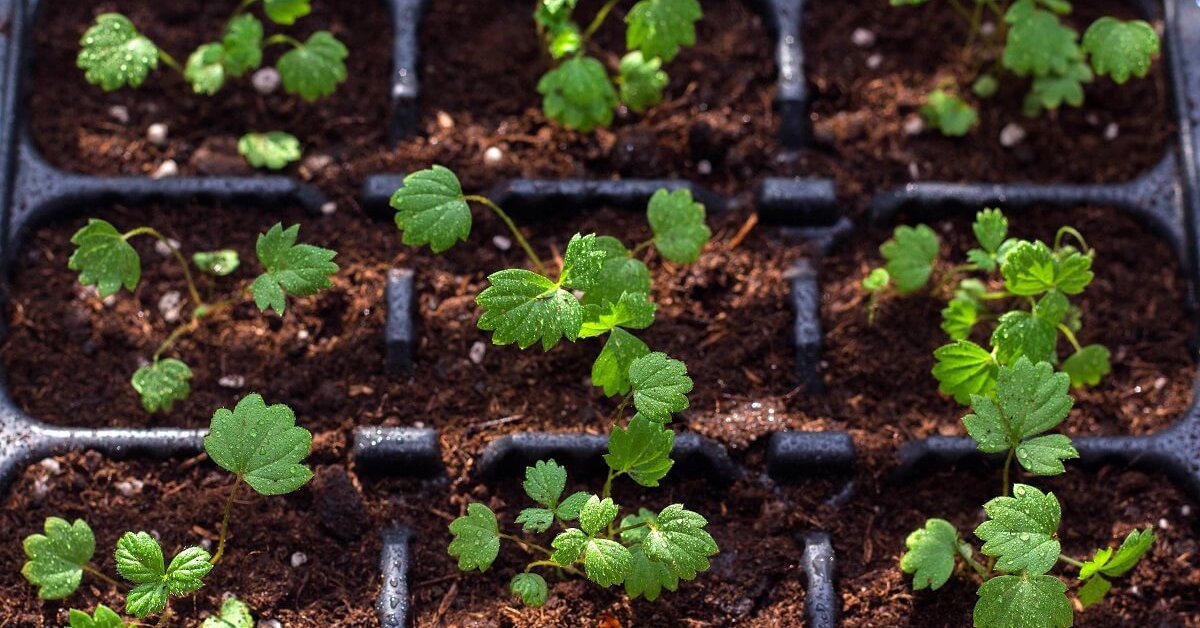 Технология выращивания земляники из семян. Как получить ягоды в первый год